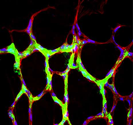 Scientists capture cell ‘crosstalk’ during blood vessel development
