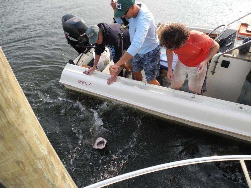 Scientists discover nursery ground for sand tiger sharks in Long Island's Great South Bay