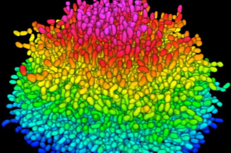 Scientists get their first look into how bacteria construct a slimy biofilm fortress