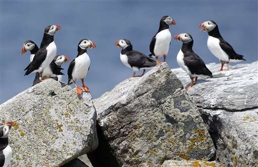 Scientists: puffins might spend the winter off of New Jersey