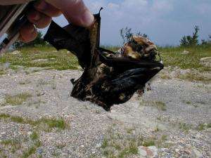 Scientists track down origin of bats killed by wind turbines using chemical fingerprints