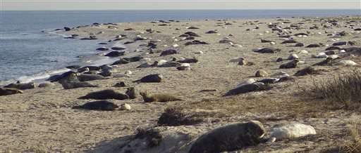 Scientists turn to drones to count growing seal colonies