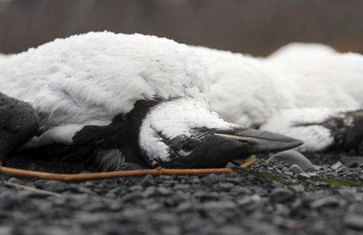 Seabird die-off takes twist with carcasses in Alaska lake