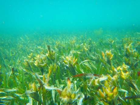 Seagrass planting strategy needed to remove fast food option