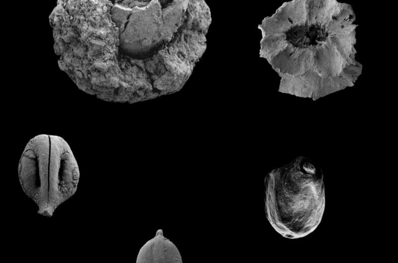 Secrets of the paleo diet: Discovery reveals plant-based menu of prehistoric man