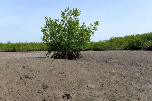 Senegal has lost 40% of its mangroves since the 1970s, according to a local ecologist