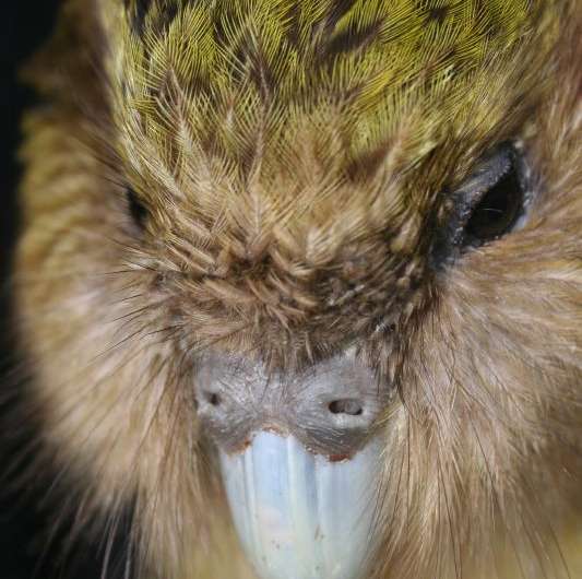 Sequencing the genome of the endangered kakapo