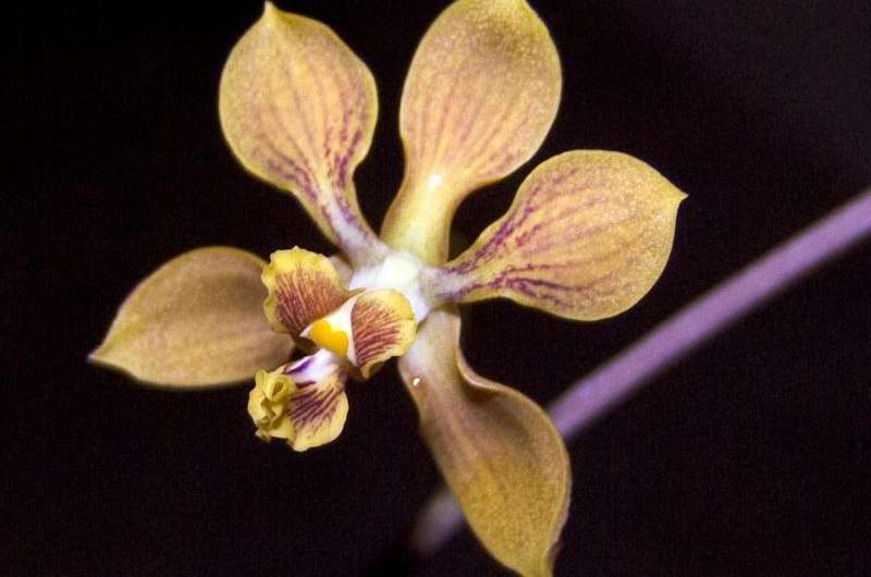 Serendipitous orchid: An unexpected species discovered in Mexican deciduous forests
