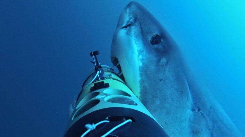 SharkCam tracks great whites into the deep