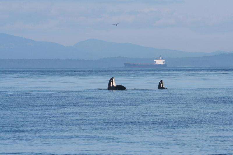 Ship noise extends to frequencies used by endangered killer whales