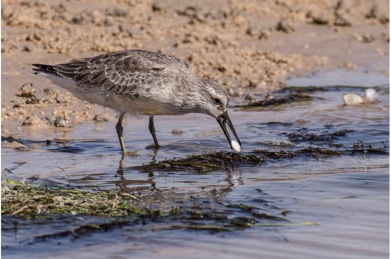Shrinking shorebird pays the bill for rapid Arctic warming while wintering in the tropics