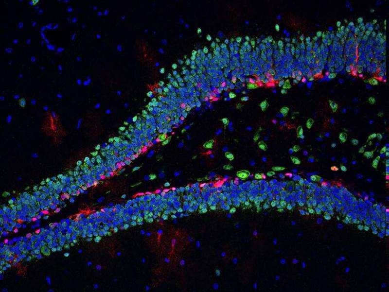 Single brain cells reveal genes controlling formation, development