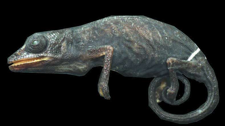 Single no more: First females of a Madagascan chameleon described with modern technologies