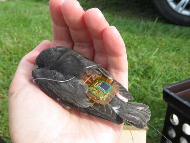 Small bird tagging tech creates new ways to study animals