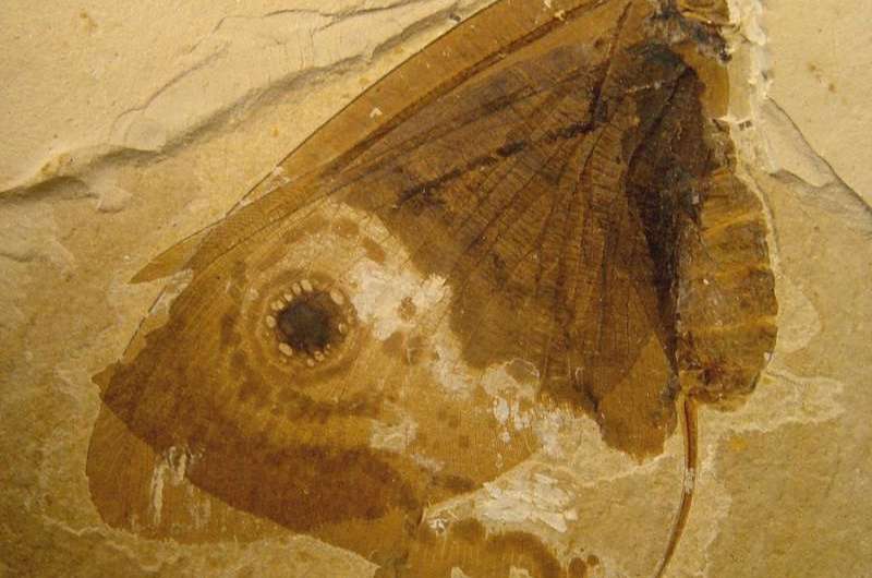 Smithsonian scientists discover butterfly-like fossil insect in the deep Mesozoic
