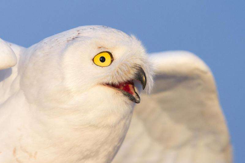 Snowy owl's far-flung travels tracked in incredible detail