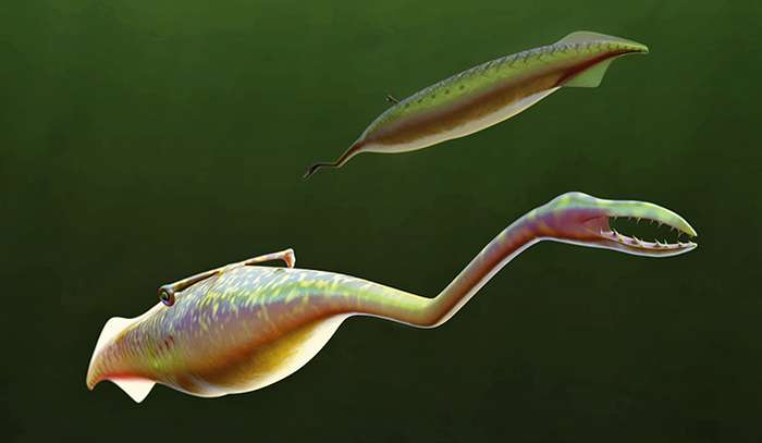 Solving the mystery of the Tully Monster