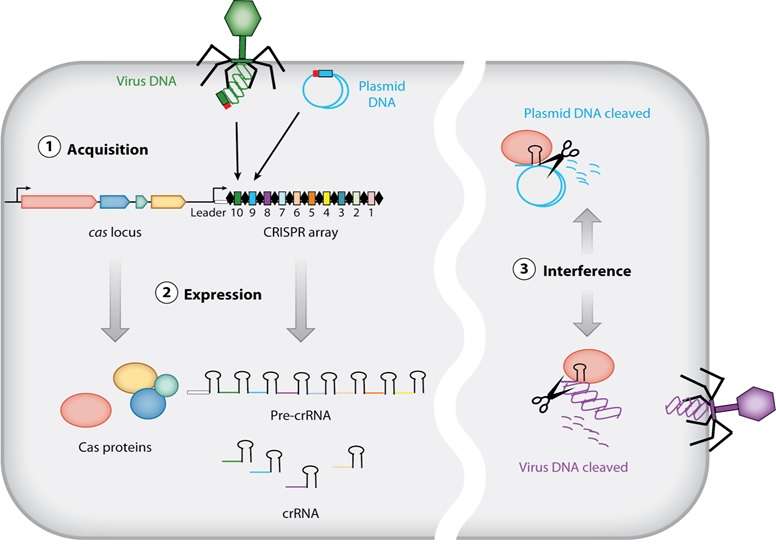 Some bacterial CRISPRs can snip RNA, too