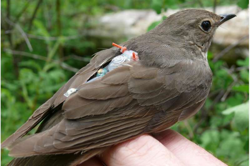 Songbirds' epic migrations connected to a small cluster of genes
