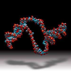 Sound-like bubbles whizzing around in DNA are essential to life