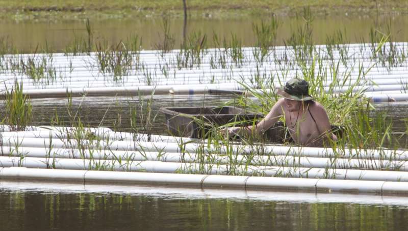 Southeastern experiments with floating marshland to clean stormwater runoff