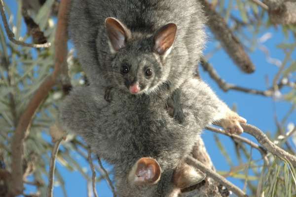 South-west possum populations in peril