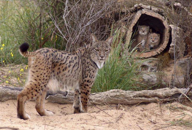 Spanish scientists sequence the genome of the Iberian lynx, the most endangered felid