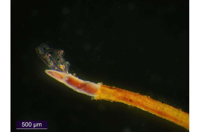 Specialized life forms abound at Arctic methane seeps