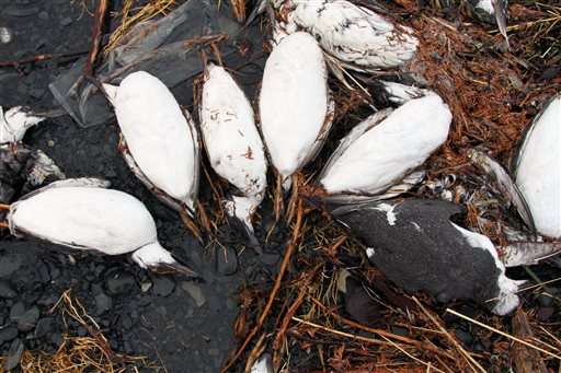 Starvation suspected in massive die-off of Alaska seabirds