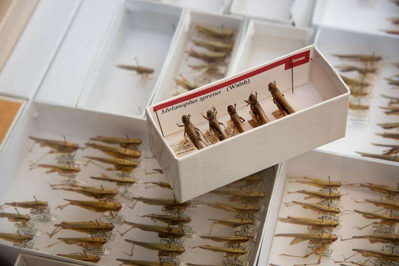 Student discovers extinct plague locust specimens