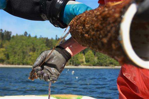 Studies testing kelp as local fix for acidifying seawater