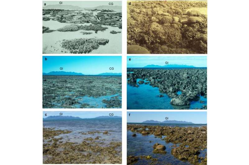 Study accurately dates coral loss at Great Barrier Reef