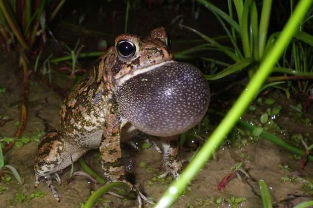 Study could help amphibian conservation efforts