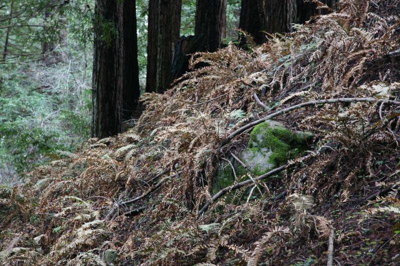 Study documents drought's impact on redwood forest ferns