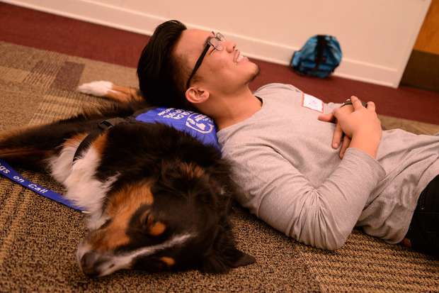 Study finds college students feel less stress prior to exams after visits with therapy dogs