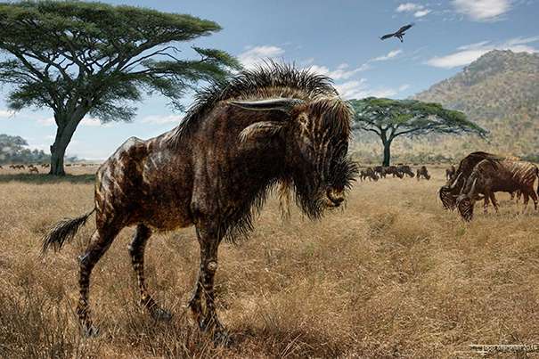 Study finds wildebeest relative, dinosaurs evolved similar bony crests on skulls