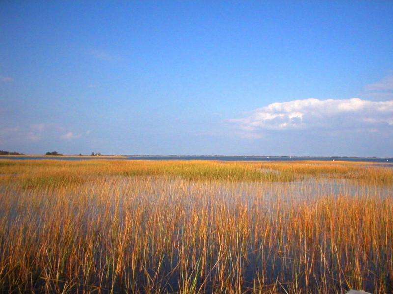 Study predicts salt marshes will persist despite rising seas