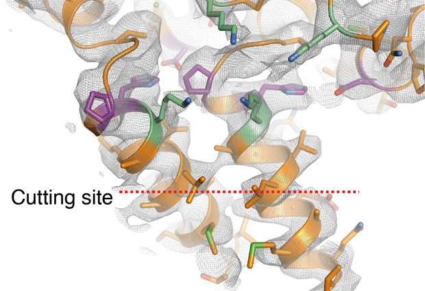 Study provides insights into workings of new HIV drugs and how virus becomes resistant