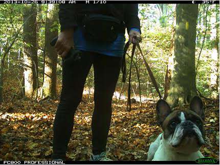 Study sniffs out effects of dogs, humans on wildlife