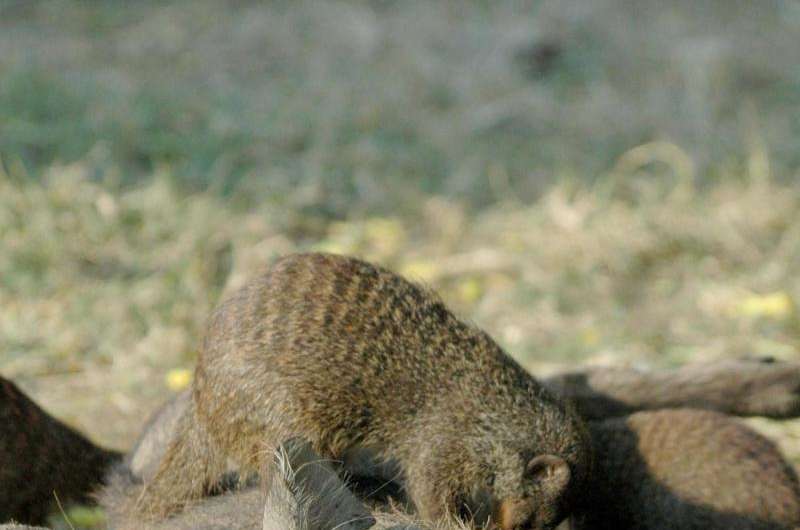 Suffering warthogs seek out nit-picking mongooses for relief