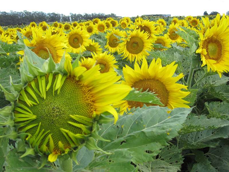 Sunflowers move from east to west, and back, by the clock