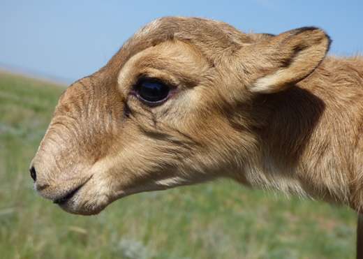 Surprising findings from research on saiga die-off