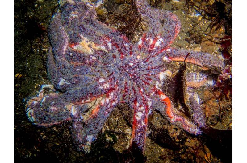 Survey shows impact of sea star wasting disease in Salish Sea