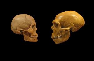 The 2 million year melee—neanderthals vs. humans