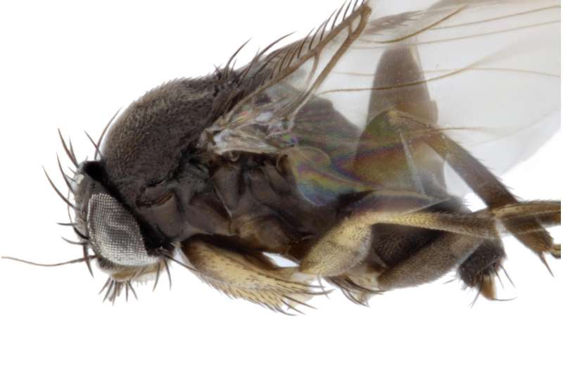The city of angels and flies: 12 unknown scuttle fly species have been flying around L.A.