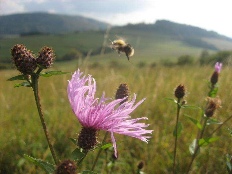The complex causes of worldwide bee declines