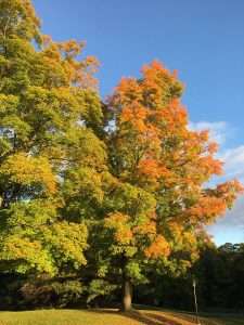 The ecology and economics of autumn leaves