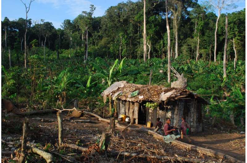 The fight against deforestation: Why are Congolese farmers clearing forest?