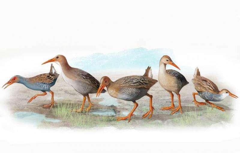 The five bird species that darwin couldn’t discover in Madeira and the Azores