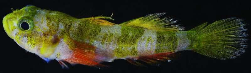 The Godzilla goby is the latest new species discovered by the Smithsonian DROP project